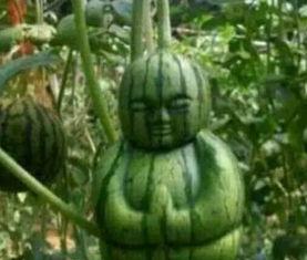 平邑网红吃瓜事件真相